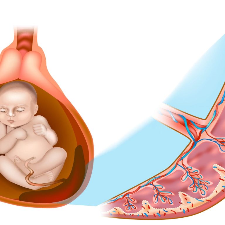 Placental structure and circulation.